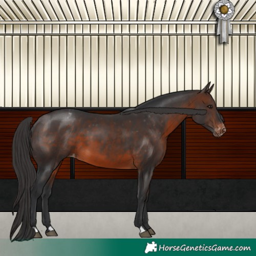 Horse Color:Brown Blanket 