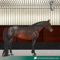 Horse Color:Brown Appaloosa 