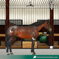 Horse Color:Brown Appaloosa