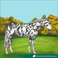 Horse Color:Midnight Chocolate Smoky Creme Appaloosa 