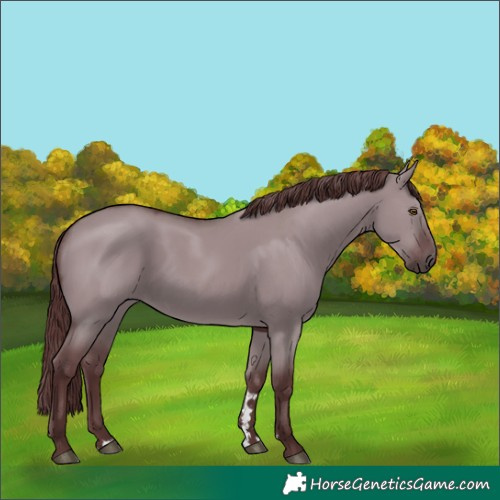 Horse Color:Chocolate Smoky Grullo Chinchilla Rabicano 