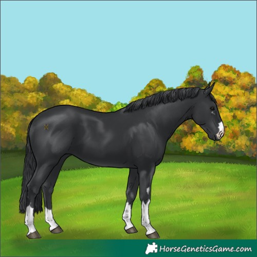 Horse Color:Black Chinchilla 