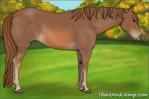 Horse Color:Chestnut 