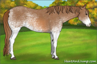 Horse Color:White Spotted Chestnut 