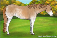 Horse Color:White Spotted Chestnut 