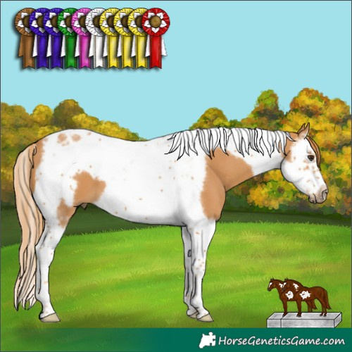 Horse Color:Chestnut Splash Tobiano Frame 