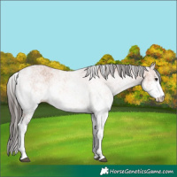 Horse Color:White Spotted Bay 