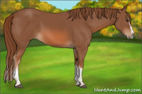 Horse Color:Chestnut Splash Tobiano 