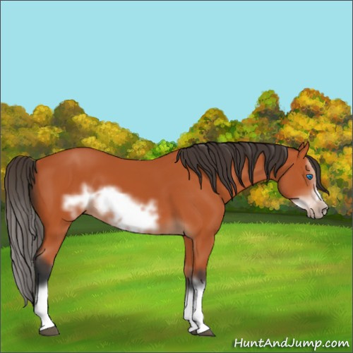 Horse Color:Bay Splash Frame 