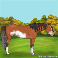 Horse Color:Bay Splash Frame 