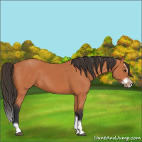 Horse Color:Bay Splash Frame 
