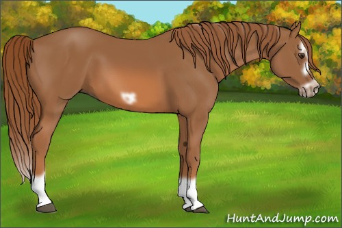Horse Color:Chestnut Splash Frame 