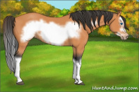 Horse Color:Bay Splash Frame 