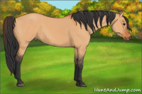 Horse Color:Bay Dun