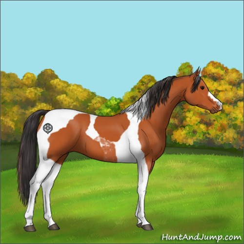 Horse Color:Bay Tobiano 