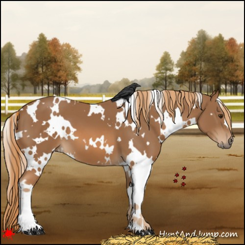 Horse Color:White Spotted Chestnut 