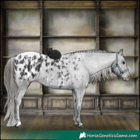 Horse Color:Black Appaloosa and Black Appaloosa