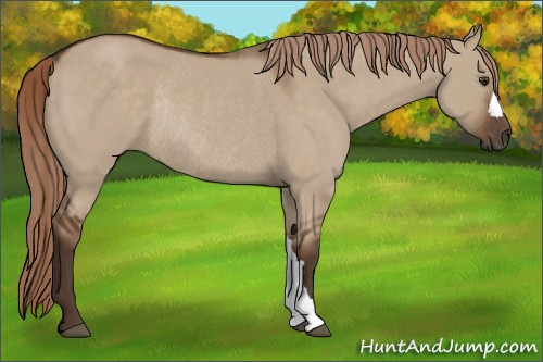 Horse Color:Liver Red Dun Rabicano 