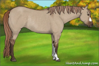 Horse Color:Liver Red Dun Rabicano 