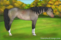 Horse Color:Brown Dun 