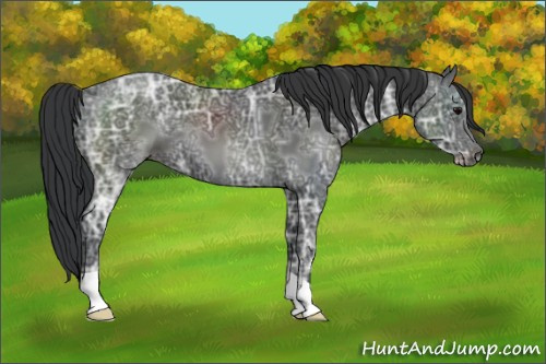 Horse Color:Black Ice