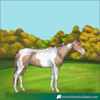 Horse Color:Black Pearl Tobiano 