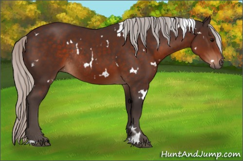 Horse Color:White Spotted Silver Brown Rabicano 
