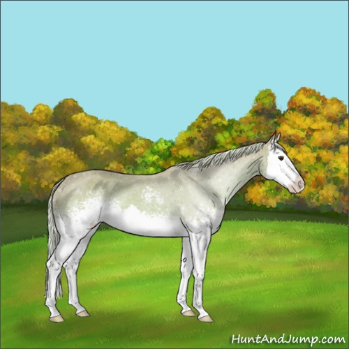 Horse Color:Watercolor White Spotted Palomino Sabino Splash Appaloosa 