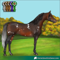 Horse Color:White Spotted Bay 