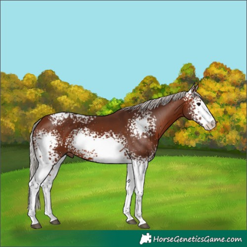 Horse Color:White Spotted Silver Bay 