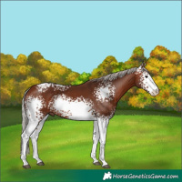 Horse Color:White Spotted Silver Bay 