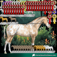 Horse Color:Gray Silver Amber Cream Champagne Pearl Sabino Splash Blanket Rabicano