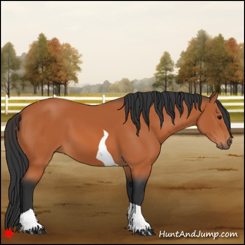 Horse Color:Bay Tobiano 