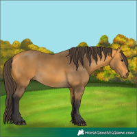 Horse Color:Buckskin 