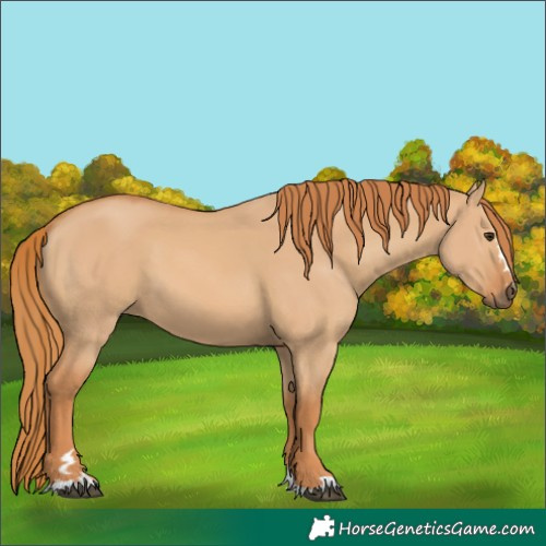 Horse Color:Red Dun