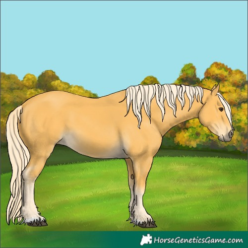 Horse Color:Palomino