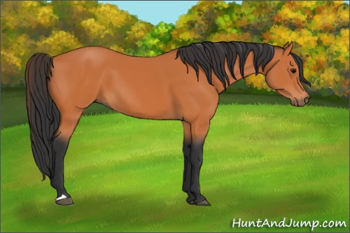 Horse Color:Unknown 