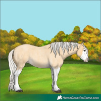 Horse Color:Silver Buckskin Roan Splash 