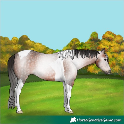 Horse Color:Gray Bay Tobiano Rabicano 