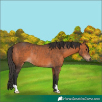 Horse Color:Bay Rabicano 