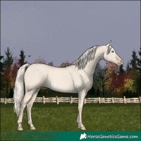 Horse Color:Cremello Dun 