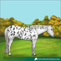 Horse Color:Black Appaloosa Rabicano 