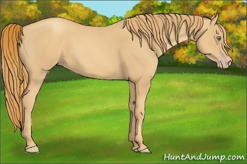 Horse Color:Gold Champagne