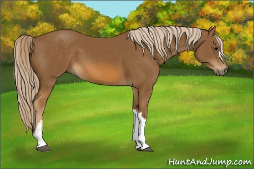 Horse Color:Chocolate Palomino 