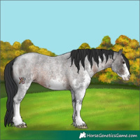 Horse Color:White Spotted Brown Roan 
