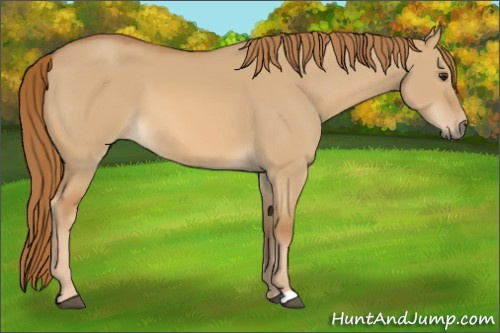 Horse Color:Red Dun 