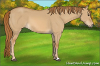 Horse Color:Red Dun 