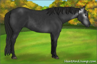 Horse Color:Gray Blue Roan 