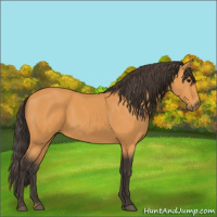 Horse Color:Buckskin 