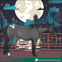 Horse Color:Blue Roan Varnish Rabicano 